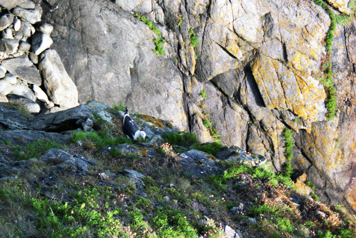 Ile d'Yeu