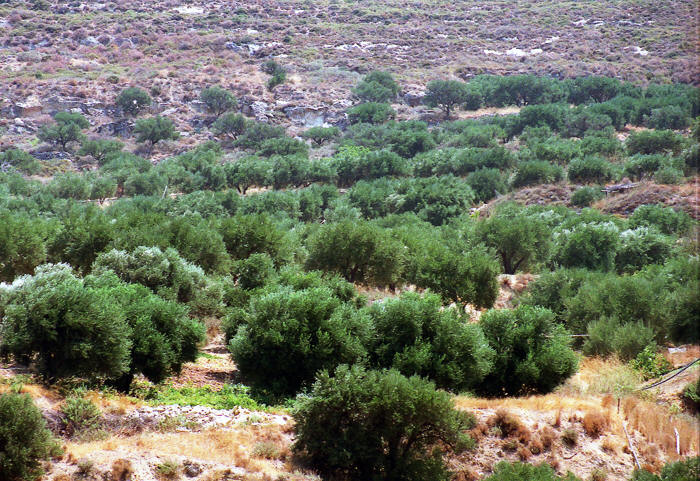 Kreta
