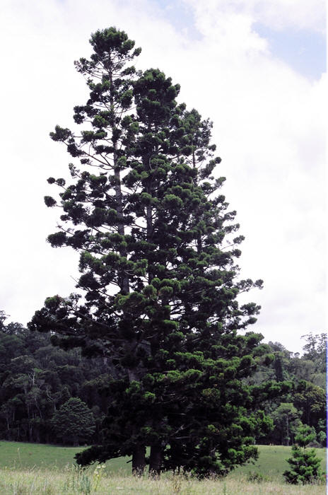 Australien: Higlands