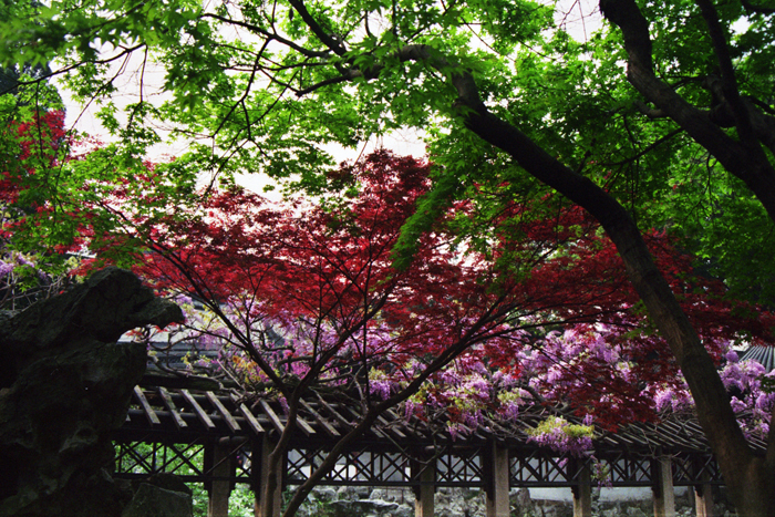 China: Suzhou Gärten: Lionwood 2006 - 2007