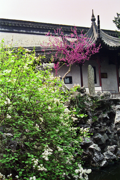 China: Suzhou Gärten: Lionwood 2006 - 2007