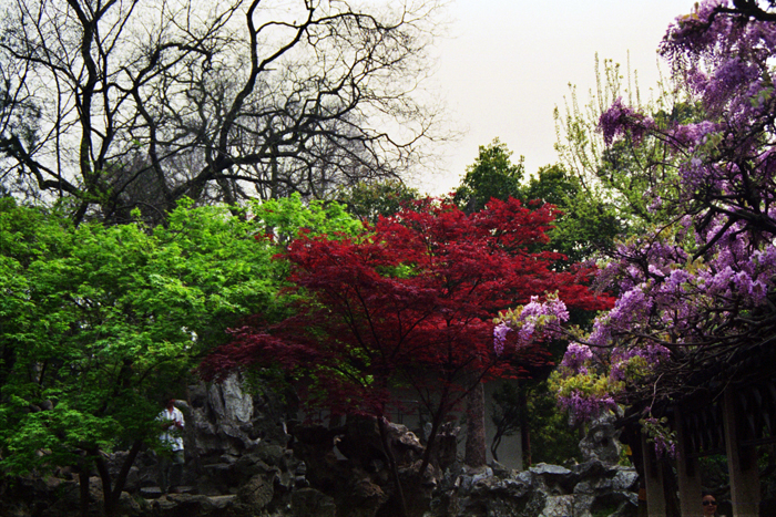 China: Suzhou Gärten: Lionwood 2006 - 2007