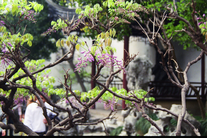 China: Suzhou Gärten: Master of Net 2006 - 2007