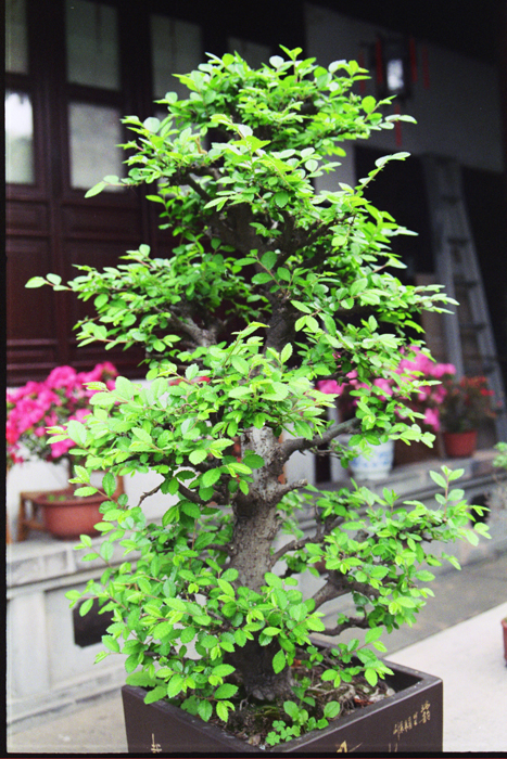 China: Suzhou Gärten: Master of Net 2006 - 2007