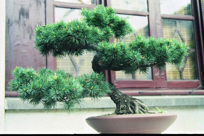 China: Suzhou Gärten: Master of Net 2006 - 2007