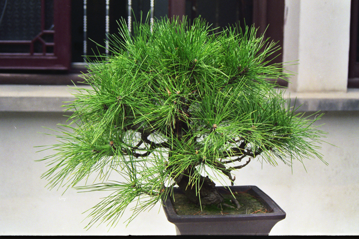 China: Suzhou Gärten: Master of Net 2006 - 2007
