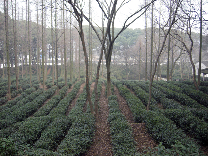 China: Suzhou Gärten: Tigerhill 2006 - 2007