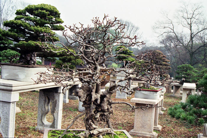 China: Suzhou Gärten: Tigerhill 2006 - 2007