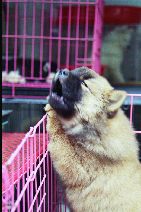 China: Suzhou Tiermarkt 2006 - 2007