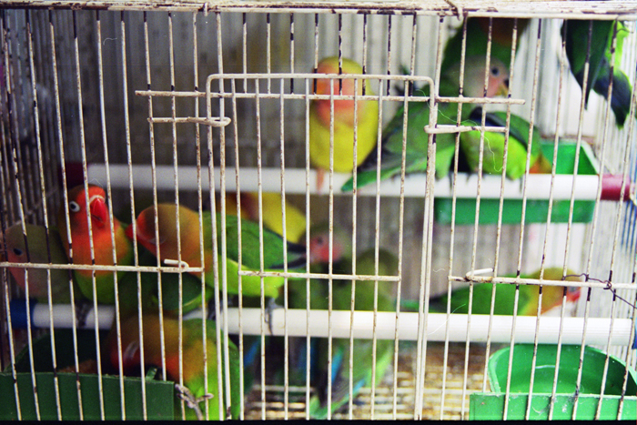 China: Suzhou Tiermarkt 2006 - 2007