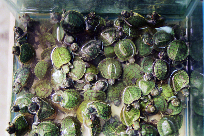 China: Suzhou Tiermarkt 2006 - 2007