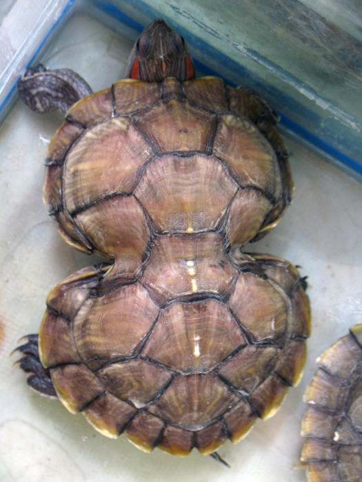 China: Suzhou Tiermarkt 2006 - 2007