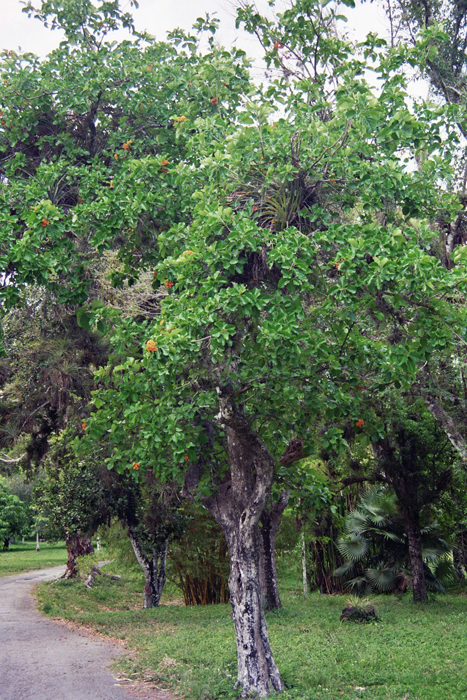 Kuba: Botanischer Garten 2008