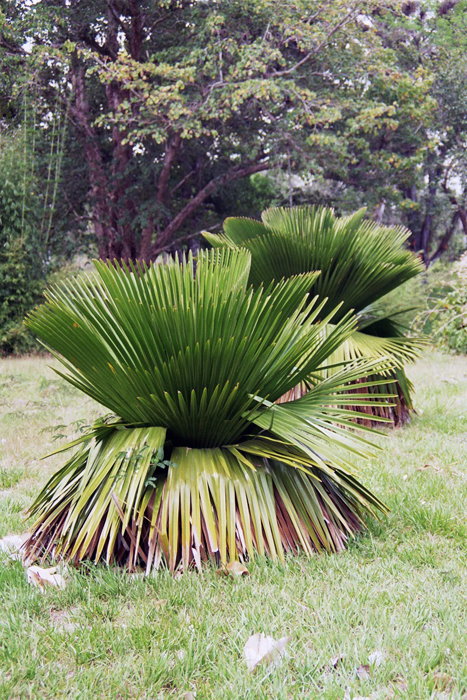 Kuba: Botanischer Garten 2008