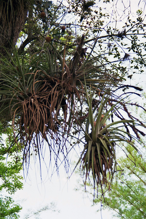 Kuba: Botanischer Garten 2008