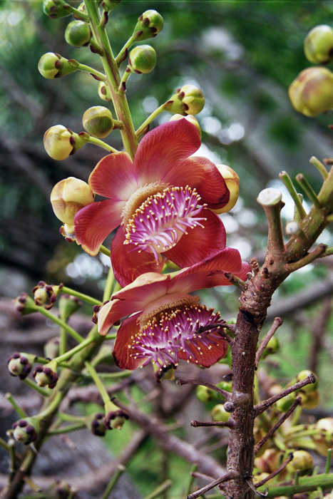 Kuba: Botanischer Garten 2008