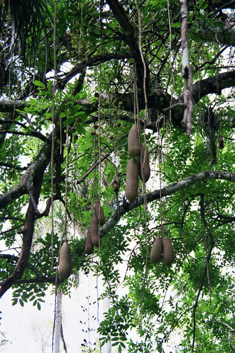 Kuba: Botanischer Garten 2008