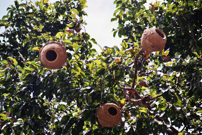 Kuba: Botanischer Garten 2008
