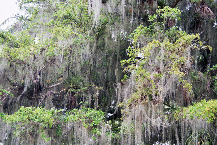 Kuba: Botanischer Garten 2008