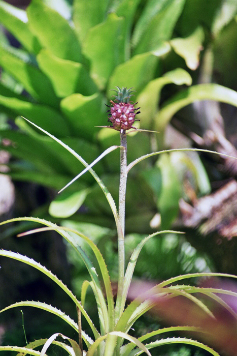 Kuba: Botanischer Garten 2008
