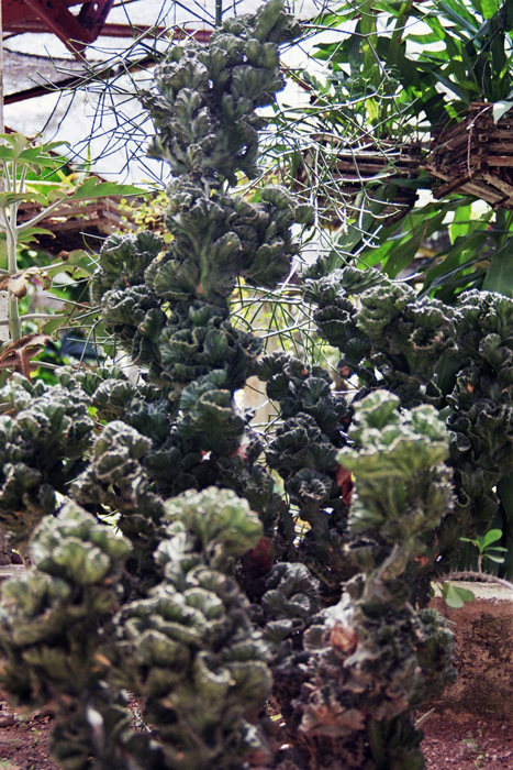 Kuba: Botanischer Garten 2008