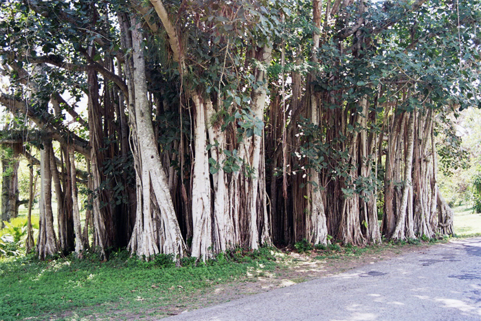 Kuba: Botanischer Garten 2008