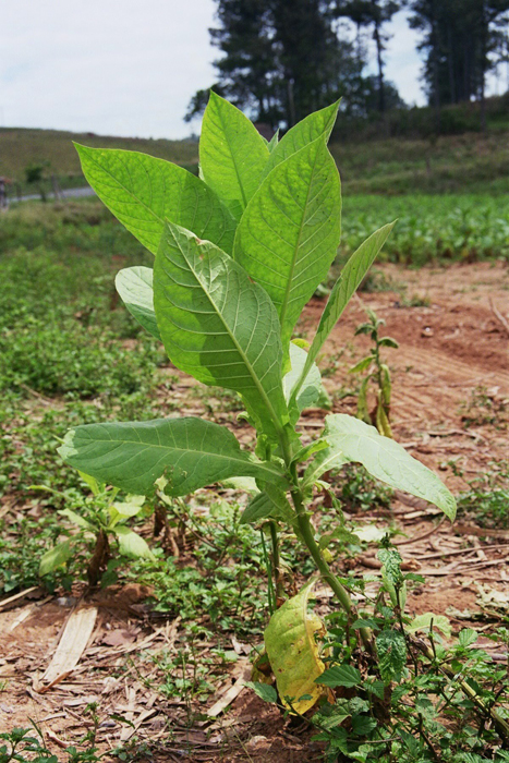 Kuba: Vinales 2008