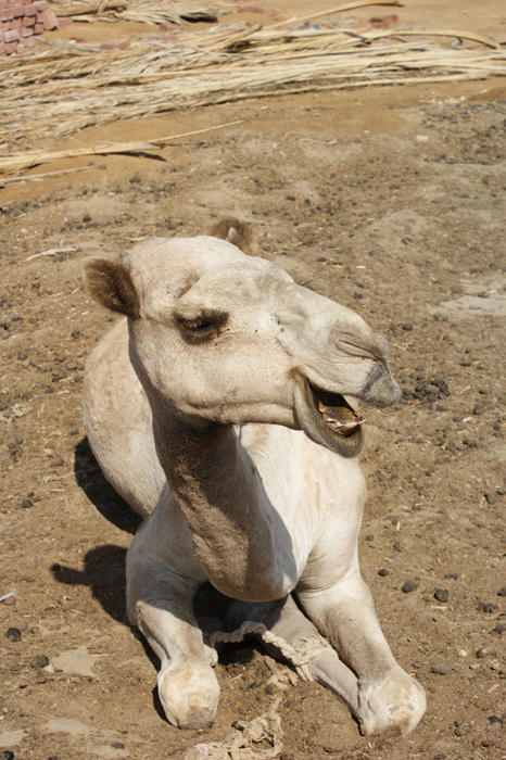 Ägypten: Marsa Alam 2010
