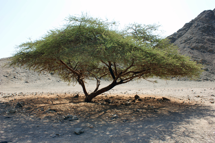 Ägypten: Marsa Alam 2010