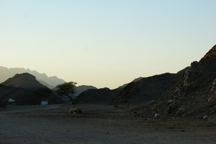 Ägypten: Marsa Alam 2010