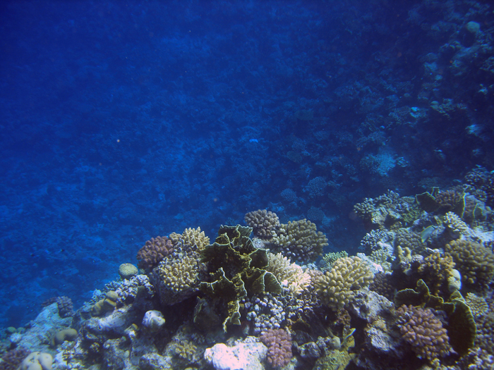 Ägypten: Marsa Alam 2010
