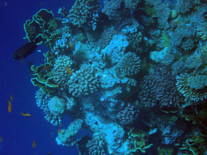 Ägypten: Marsa Alam 2010