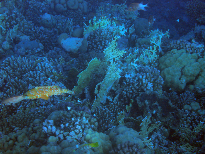 Ägypten: Marsa Alam 2010
