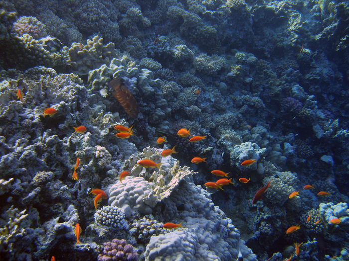 Ägypten: Marsa Alam 2010