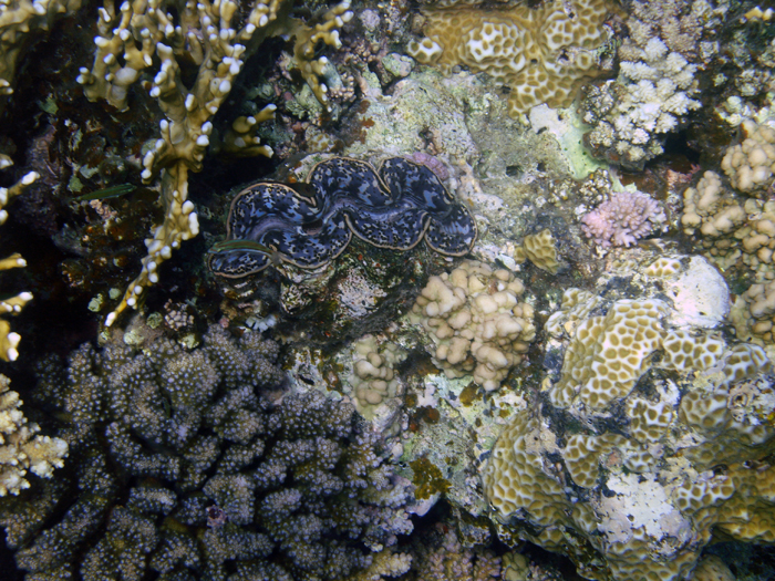 Ägypten: Marsa Alam 2010