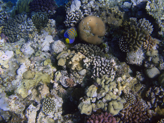 Ägypten: Marsa Alam 2010