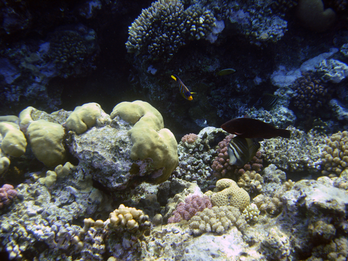 Ägypten: Marsa Alam 2010