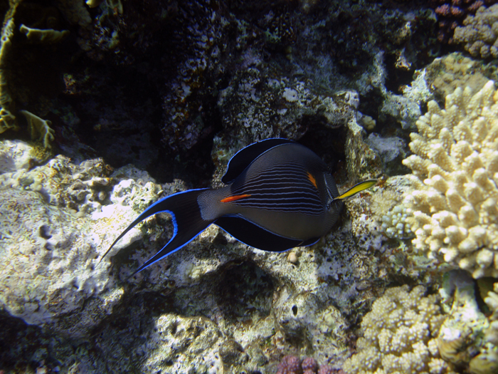 Ägypten: Marsa Alam 2010