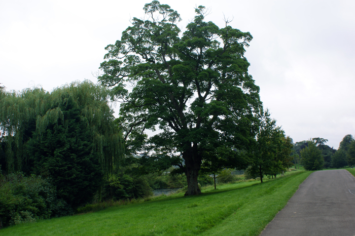 England: Englischer Landschaftsgarten, Blenheim 2012
