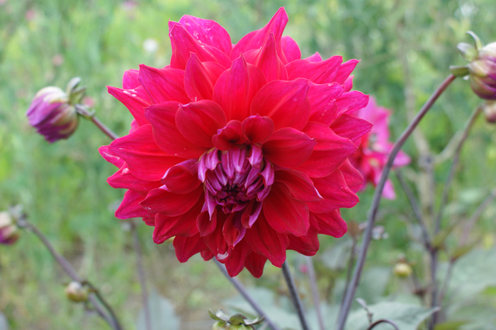 England: Englischer Landschaftsgarten, Lsost Garden of Heligan 2012