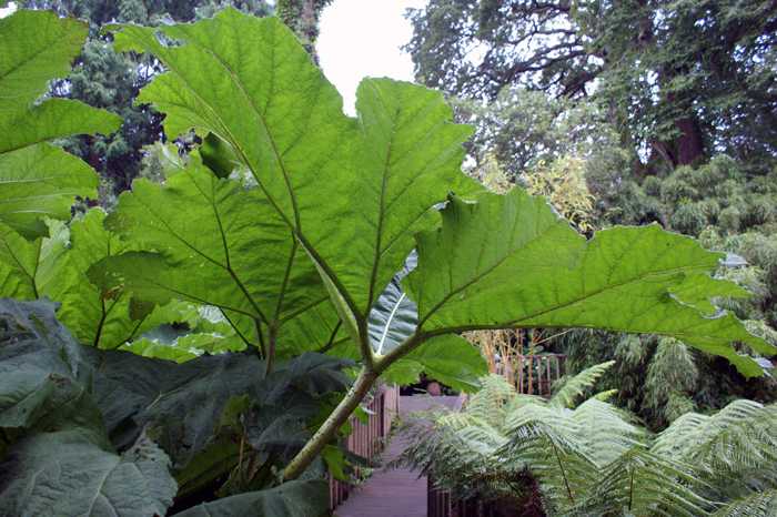 England: Englischer Landschaftsgarten, Lsost Garden of Heligan 2012