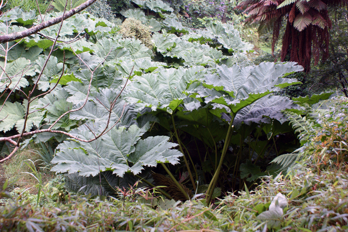 England: Englischer Landschaftsgarten, Lsost Garden of Heligan 2012
