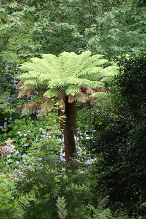 England: Englischer Landschaftsgarten, Lsost Garden of Heligan 2012
