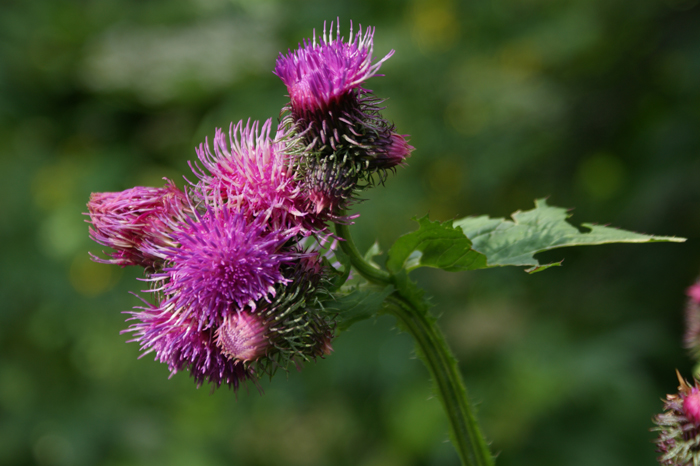 Schweiz: Graubünden, Vextal und Viamalaschlucht 2012