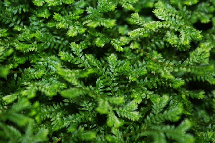 Deutschland: Botanischer Garten Sanssouci 2013