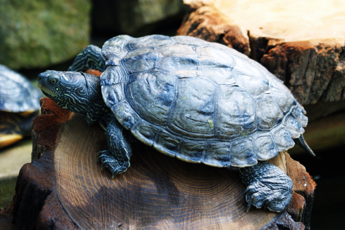 Deutschland: Botanischer Garten Sanssouci 2013