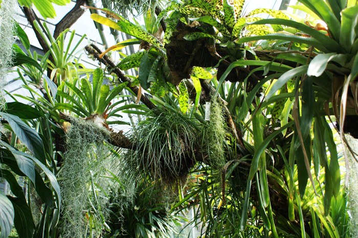 Deutschland: Botanischer Garten Sanssouci 2013