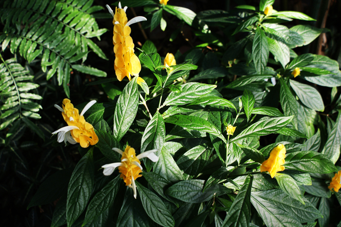 Deutschland: Botanischer Garten Sanssouci 2013