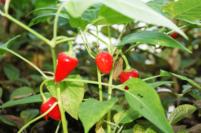Deutschland: Botanischer Garten Sanssouci 2013