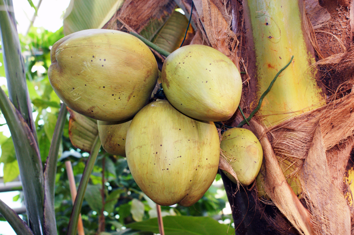 Deutschland: Botanischer Garten Sanssouci 2013